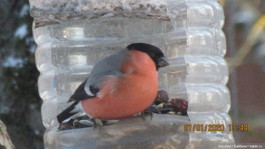 Из жизни птиц (Для настроения) (фото 7)