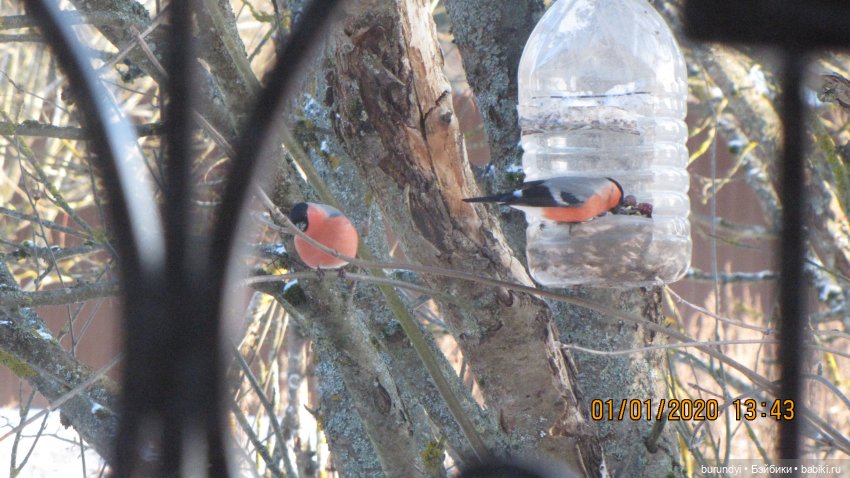 Из жизни птиц (Для настроения) (фото 3)