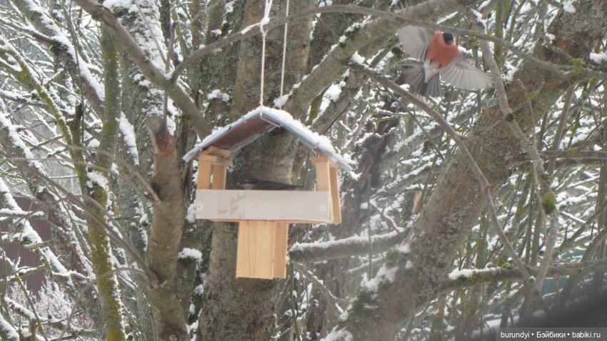 Из жизни птиц (Для настроения)