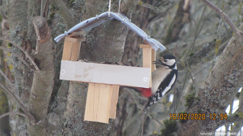 Из жизни птиц (Для настроения)