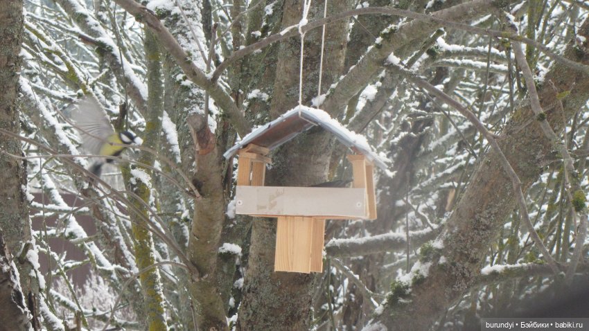 Из жизни птиц (Для настроения)