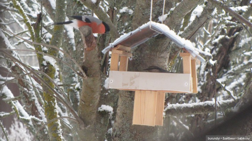 Из жизни птиц (Для настроения)