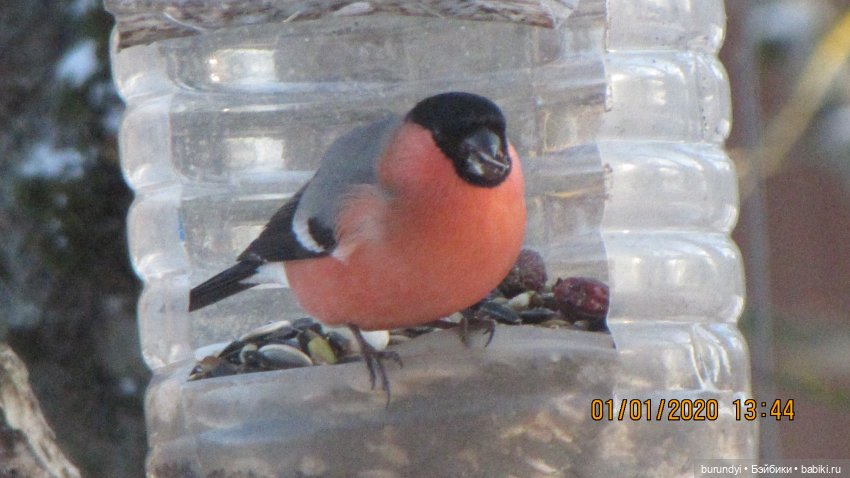 Из жизни птиц (Для настроения) (фото 8)