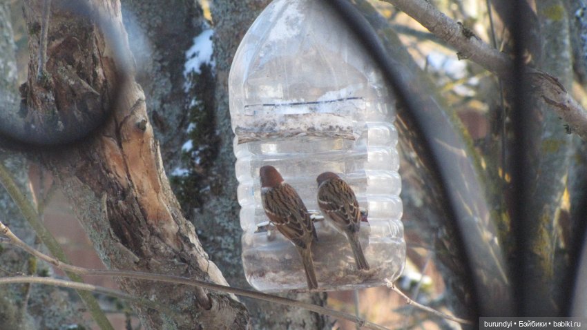 Из жизни птиц (Для настроения)