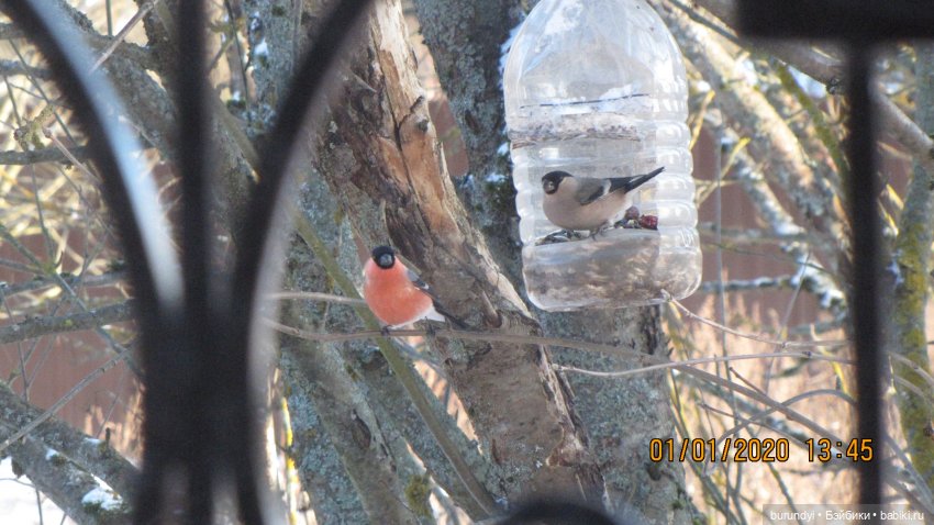 Из жизни птиц (Для настроения)