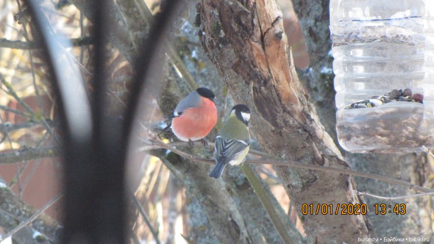 Из жизни птиц (Для настроения) (фото 4)