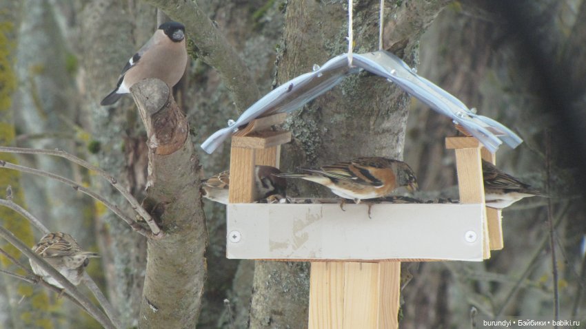 Из жизни птиц (Для настроения)