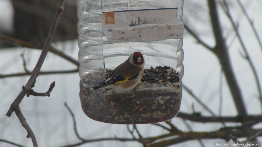 Из жизни птиц (Для настроения)