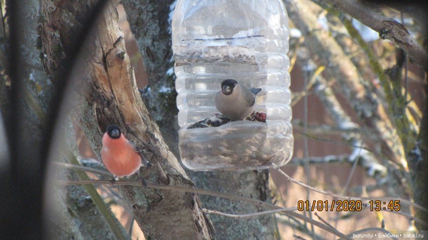 Из жизни птиц (Для настроения)