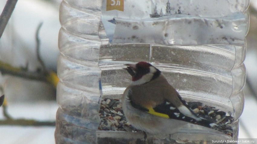 Из жизни птиц (Для настроения)