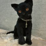 Авторская игрушка Котенок Блэк