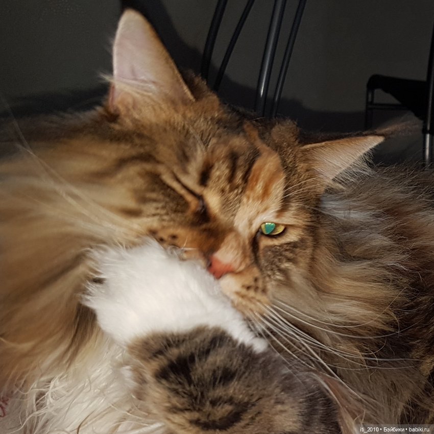 КАК МЫШИ С КОТОМ ВОЕВАЛИ (сказка Николая Заболоцкого)