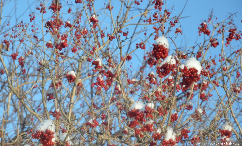 Дух лесной к себе зовёт, одеваюсь и... вперёд | Бэйбики Дух лесной к себе зовёт, одеваюсь и... вперёд (фото 4)