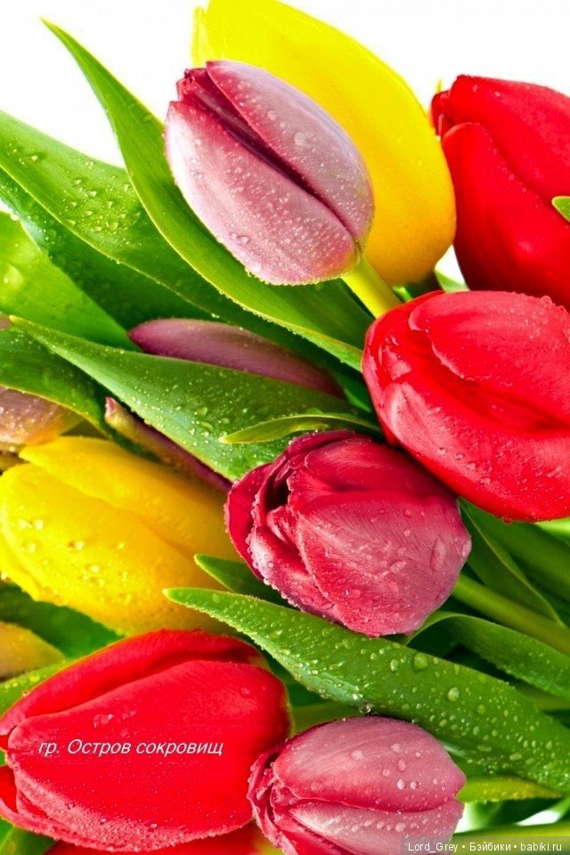 Поздравляем вас, милые дамы | Бэйбики Поздравляем вас, милые дамы