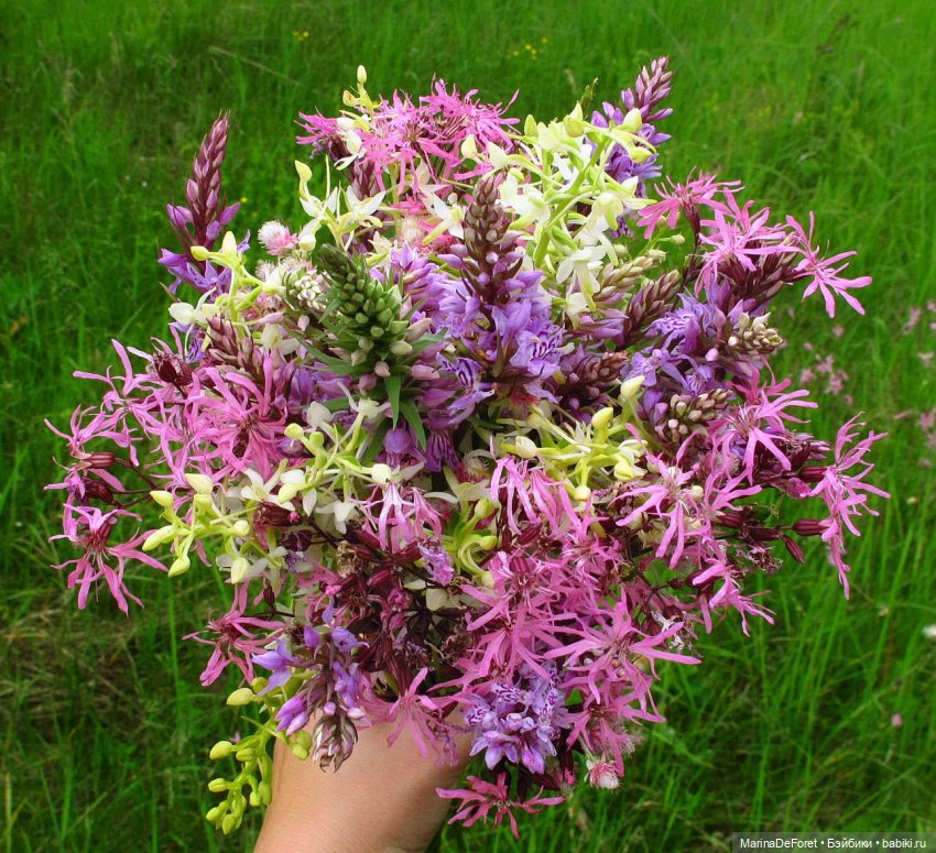 Краски летней природы — Красивая природа и цветы: фото пейзажей