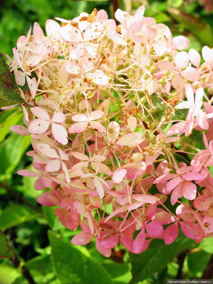 Агнес в гортензиевом раю — Куклы Integrity Toys (Интегрити): Poppy Parker (фото 6)