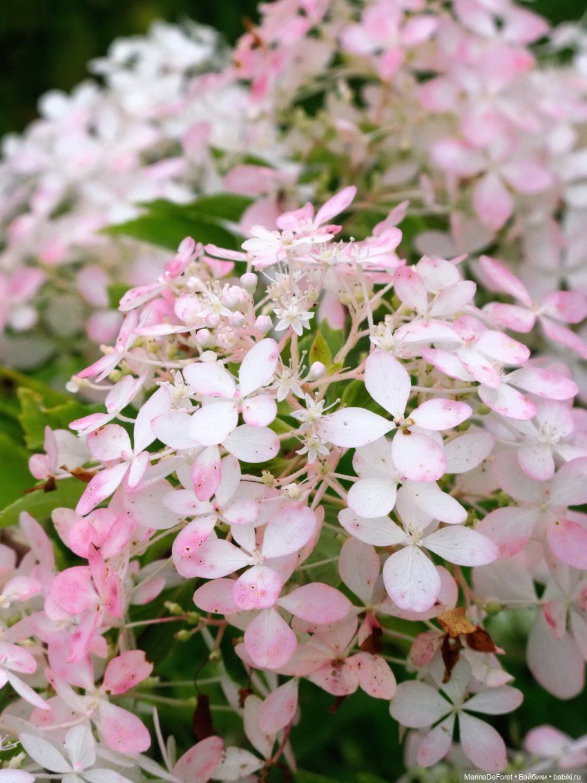 Агнес в гортензиевом раю — Куклы Integrity Toys (Интегрити): Poppy Parker (фото 3)