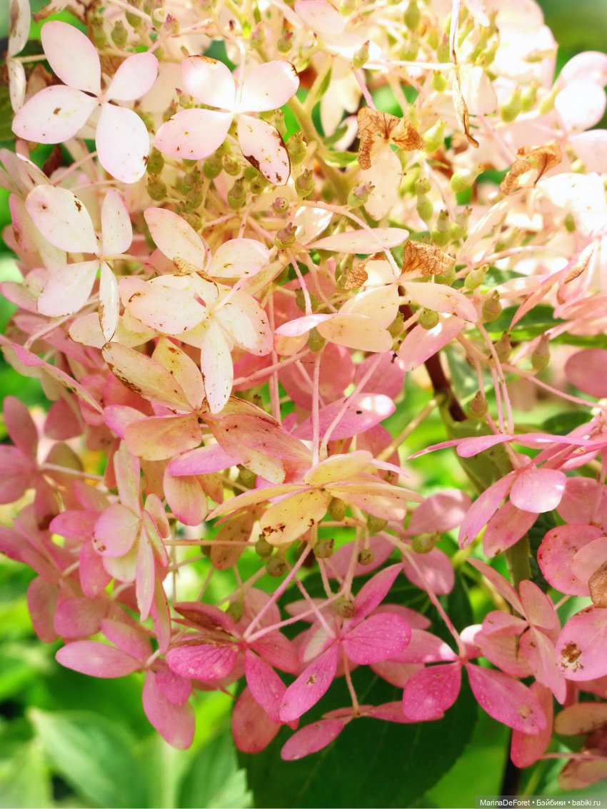 Агнес в гортензиевом раю — Куклы Integrity Toys (Интегрити): Poppy Parker