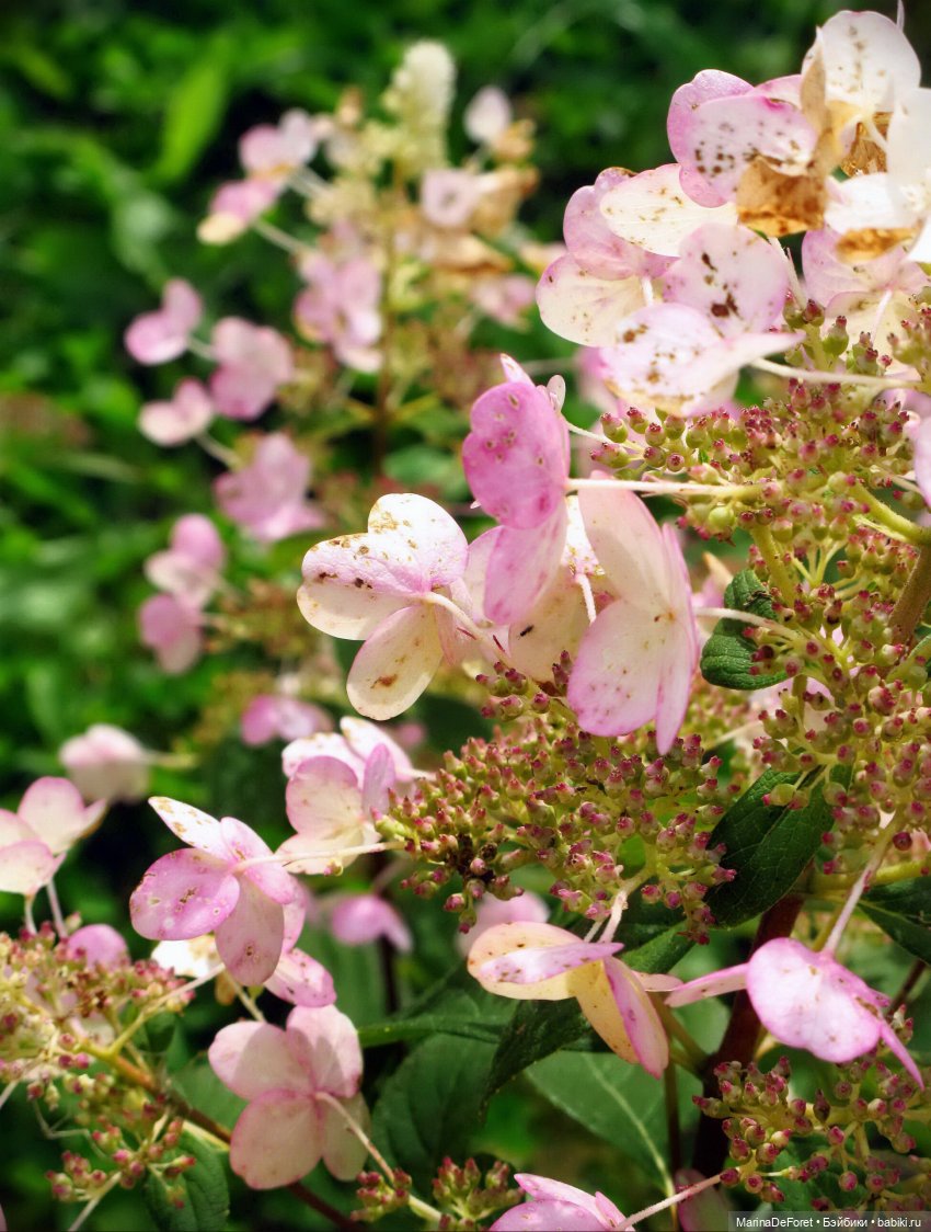 Агнес в гортензиевом раю — Куклы Integrity Toys (Интегрити): Poppy Parker