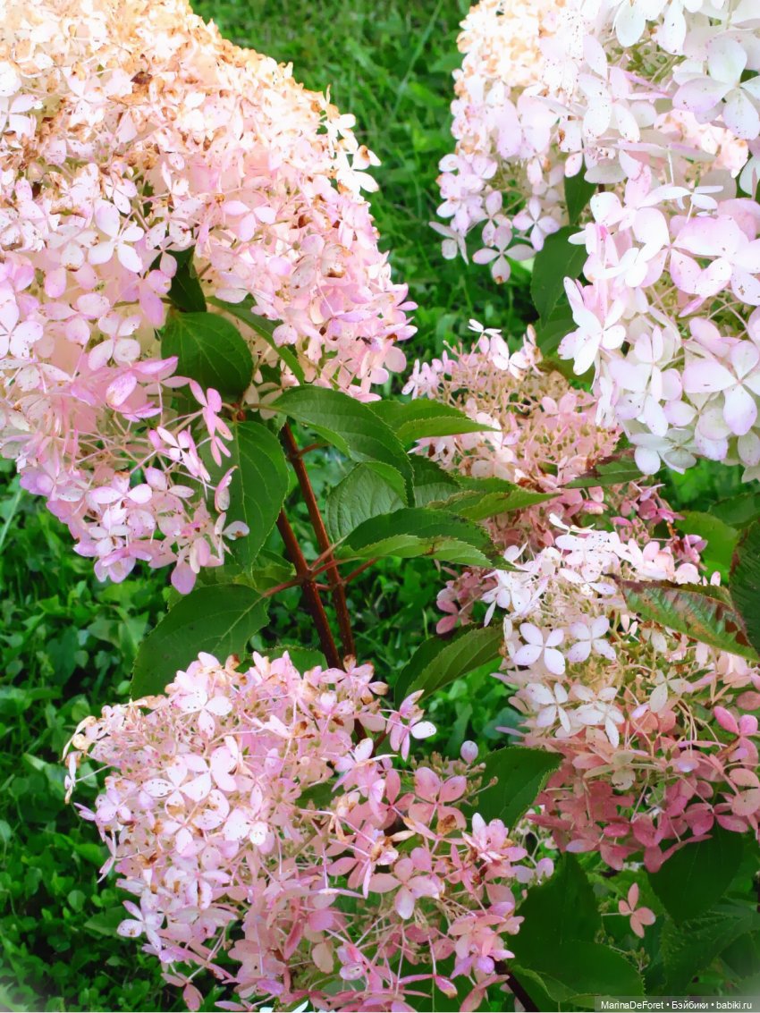 Агнес в гортензиевом раю — Куклы Integrity Toys (Интегрити): Poppy Parker