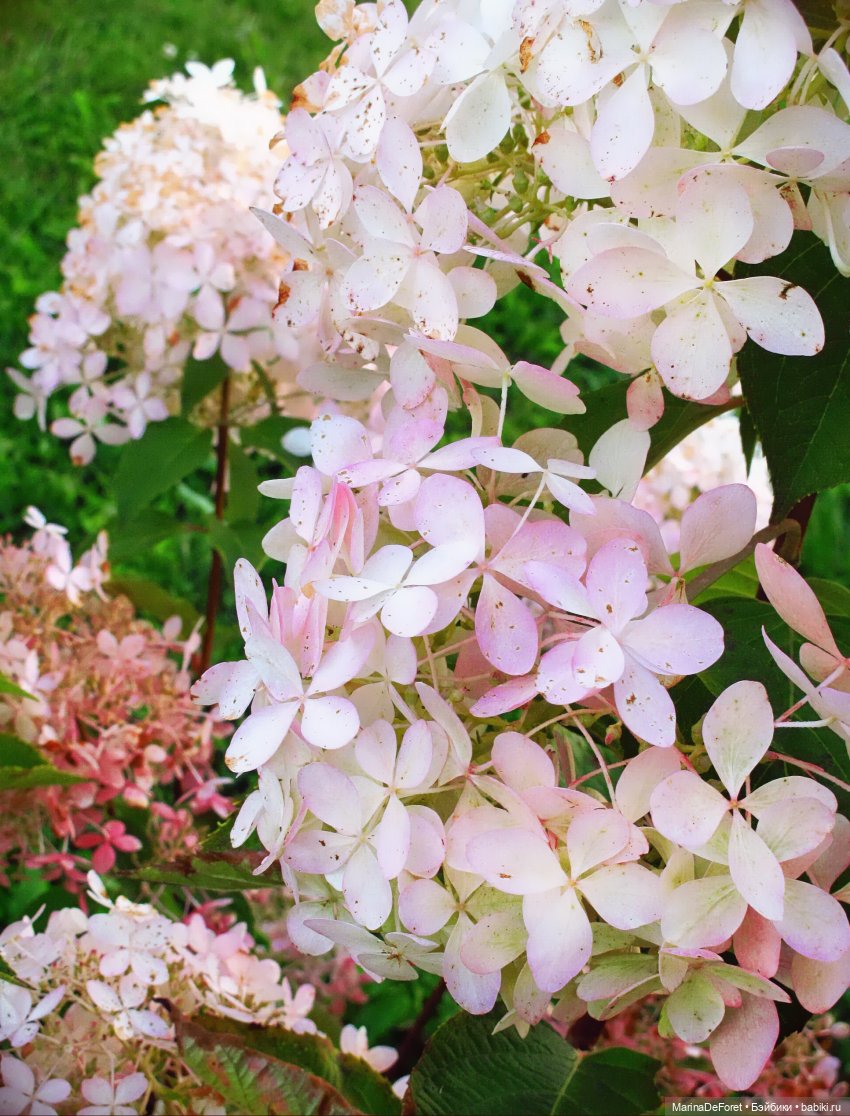 Агнес в гортензиевом раю — Куклы Integrity Toys (Интегрити): Poppy Parker (фото 9)