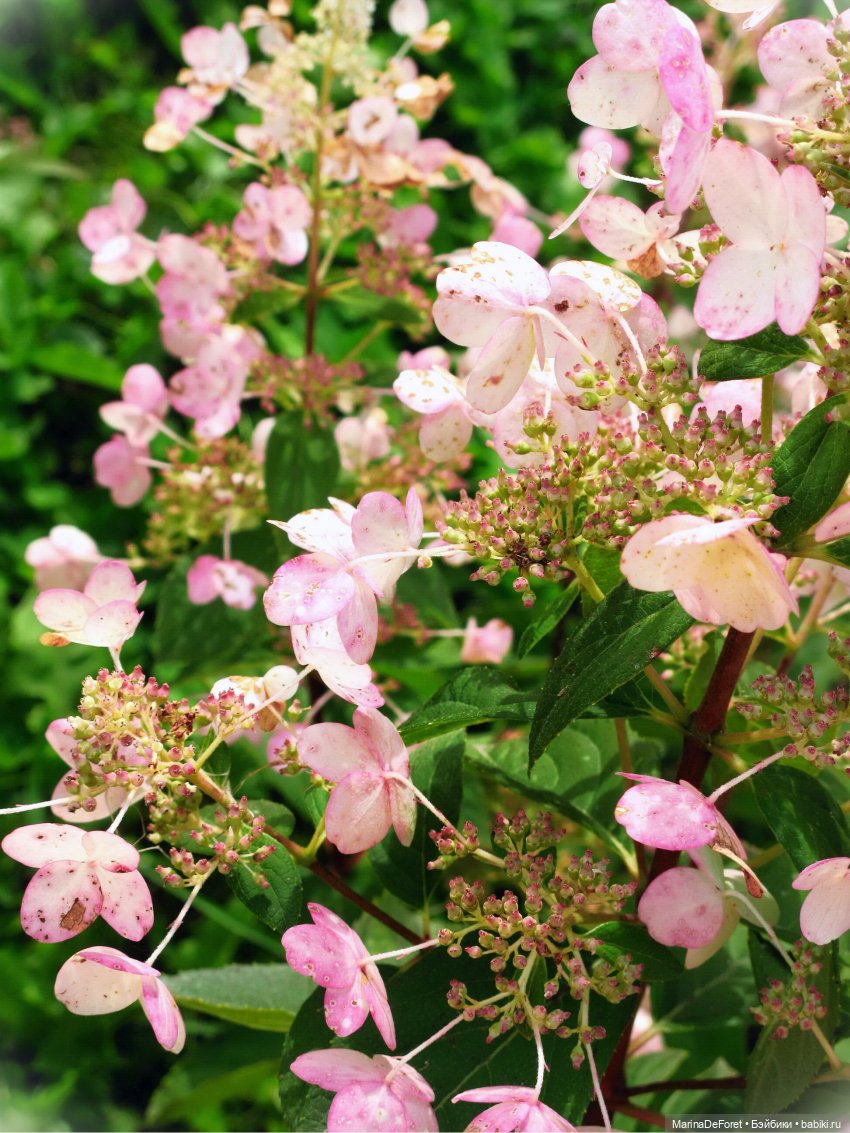 Агнес в гортензиевом раю — Куклы Integrity Toys (Интегрити): Poppy Parker