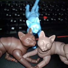 Кот бжд Кот бжд