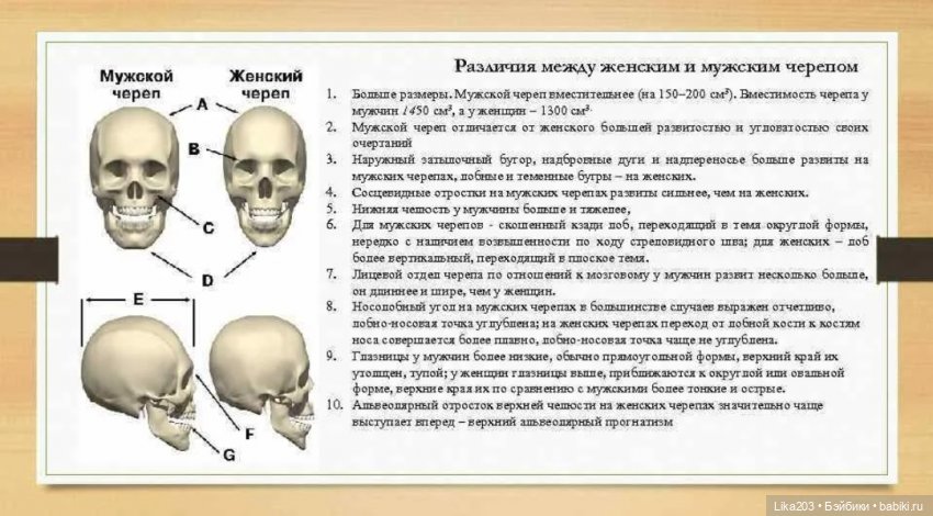 Череп человека отличается. Отличие мужского и женского черепа. Отличие мужского черепа от женского. Череп мужчины и женщины разнрцп.