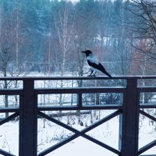 Поднимаем новогоднее настроение