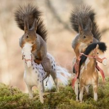 Помогите совершить покупку на Амазоне