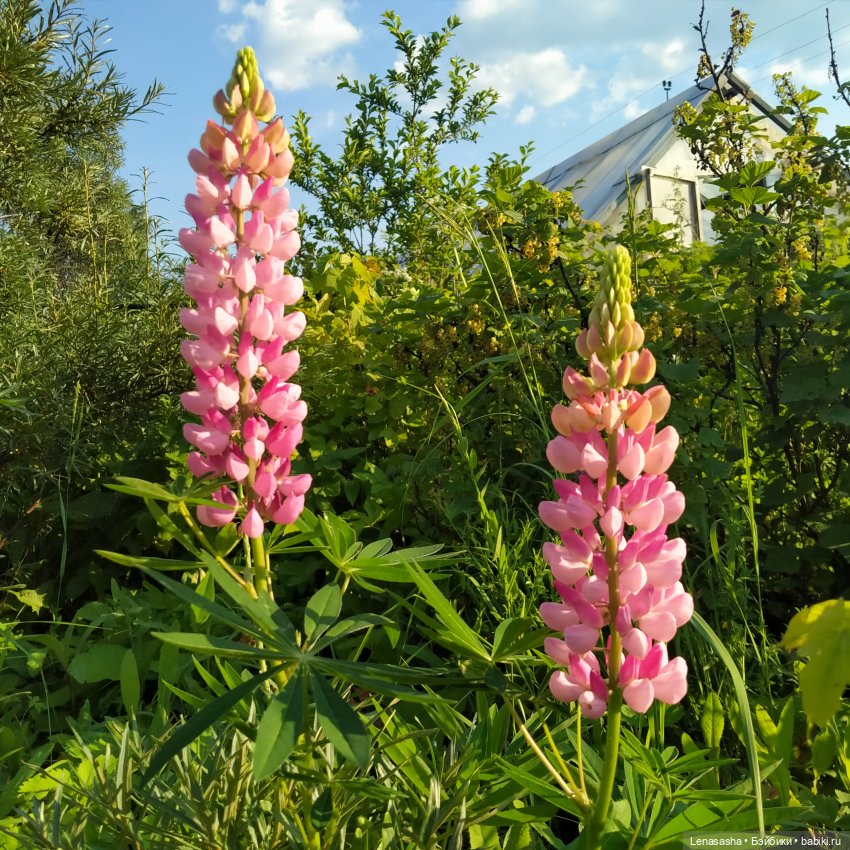 Знакомьтесь, Аллочка — Куклы Nines d'Onil (Нинес): Миа (Mia) (фото 7)