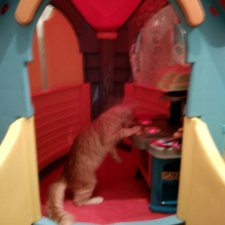 Кошки и игрушки.(и не только игрушки)