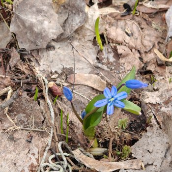 Запахло весной🤗