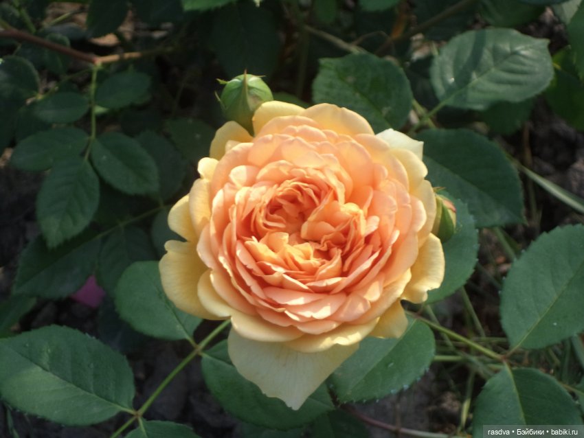 Как Бетти бабочку искала — Испанские куклы (разное): Vestida de Azul