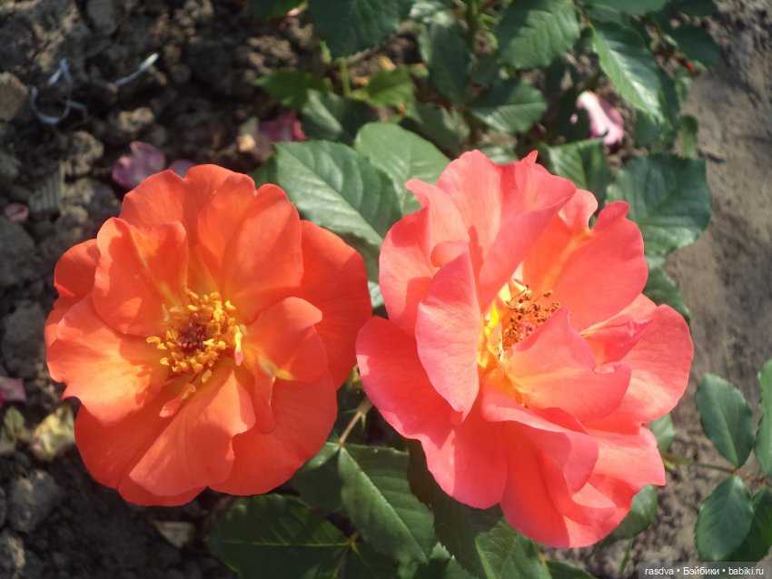 Как Бетти бабочку искала — Испанские куклы (разное): Vestida de Azul