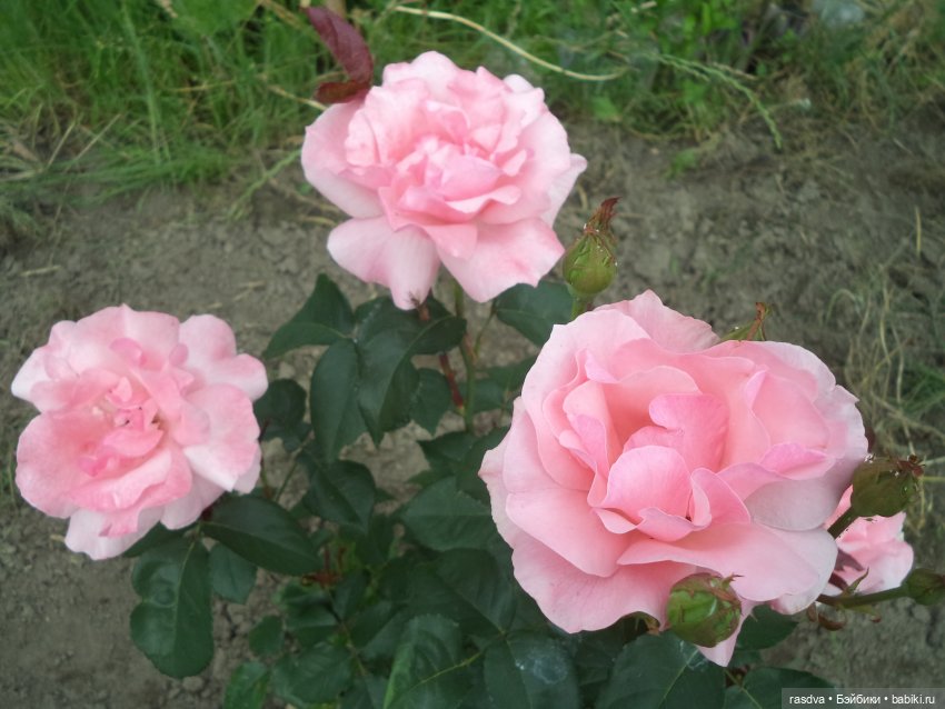 Как Бетти бабочку искала — Испанские куклы (разное): Vestida de Azul