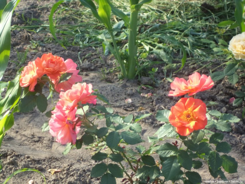 Как Бетти бабочку искала — Испанские куклы (разное): Vestida de Azul