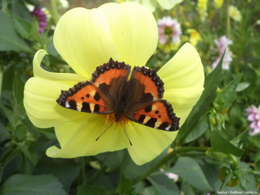 Как Бетти бабочку искала — Испанские куклы (разное): Vestida de Azul