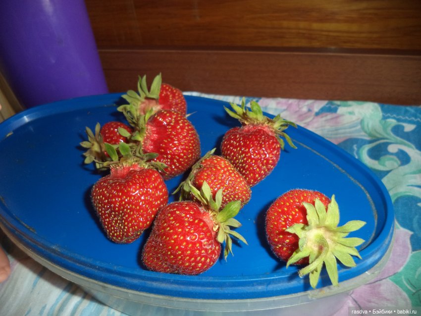 Как Бетти бабочку искала — Испанские куклы (разное): Vestida de Azul (фото 6)