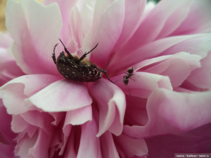 Как Бетти бабочку искала — Испанские куклы (разное): Vestida de Azul
