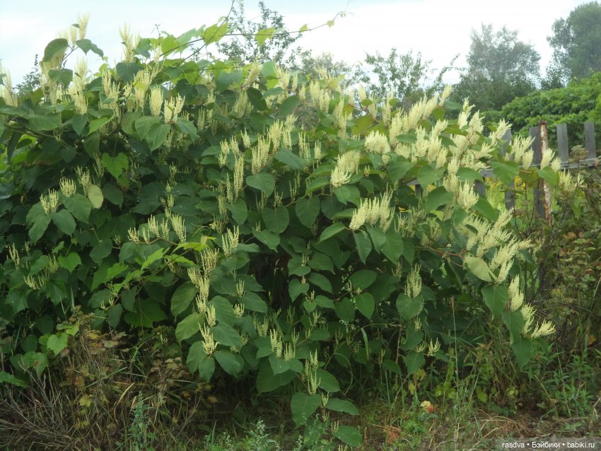 Опять очки пропали — Испанские куклы (разное): Vestida de Azul