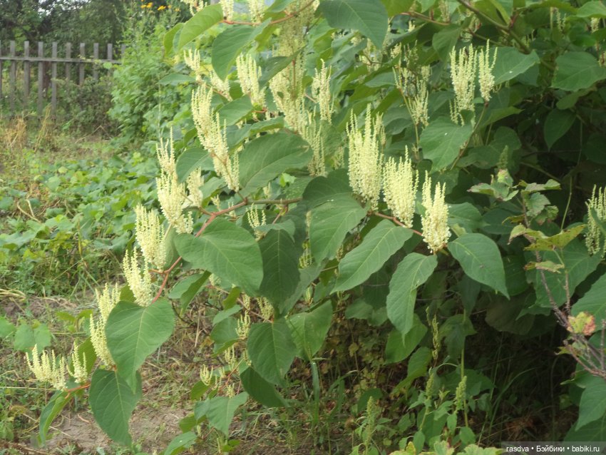 Опять очки пропали — Испанские куклы (разное): Vestida de Azul