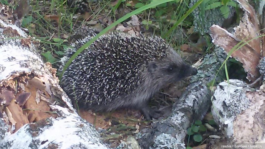 Как Бетти в прятки играла