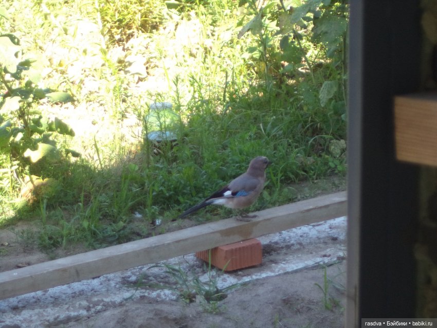 Как Бетти в прятки играла (фото 10)