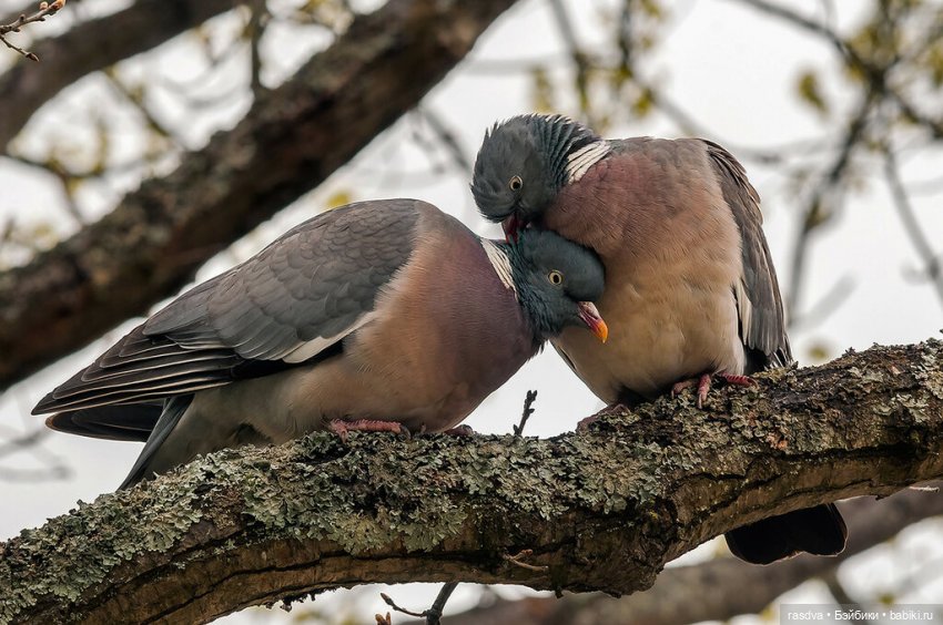 Как Бетти в прятки играла (фото 7)