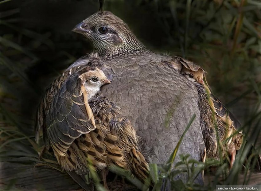 Как Бетти в прятки играла