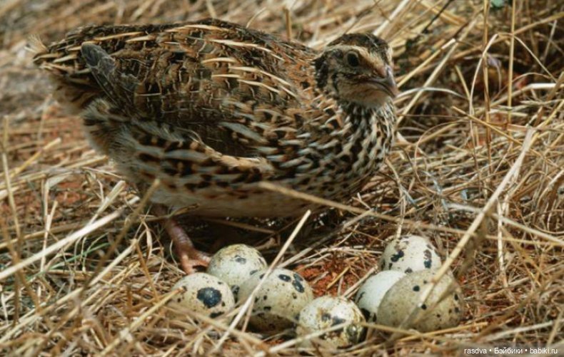 Как Бетти в прятки играла (фото 3)