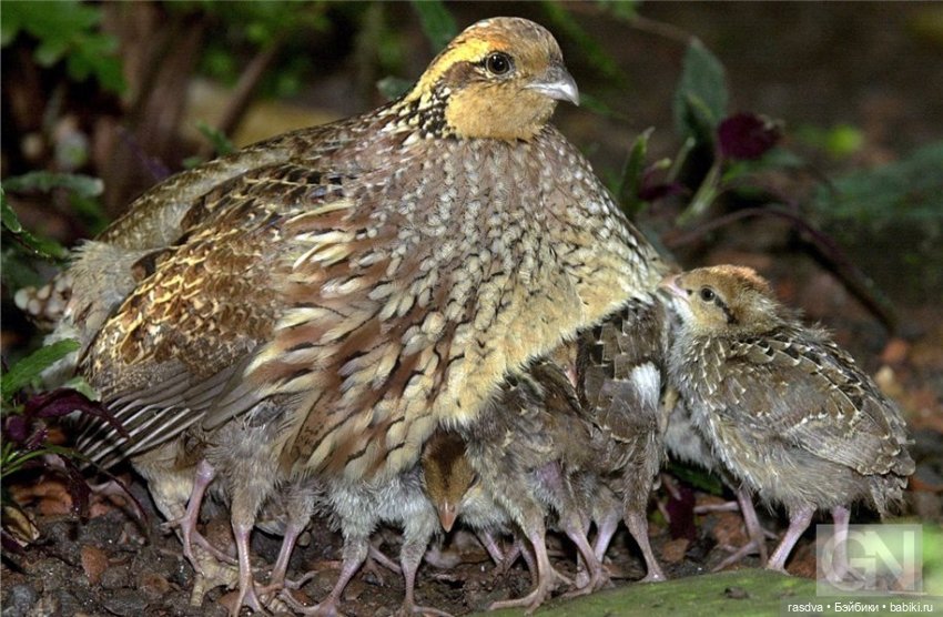 Как Бетти в прятки играла (фото 5)