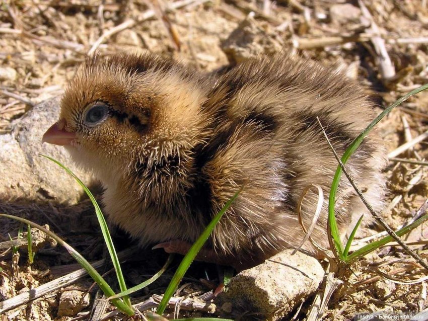 Как Бетти в прятки играла (фото 4)