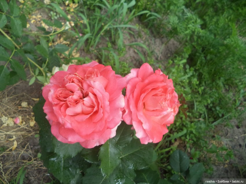 Бетти и смородина — Испанские куклы (разное): Vestida de Azul (фото 6)